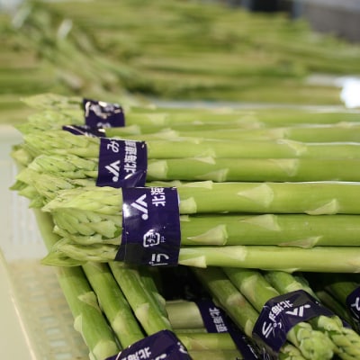 < 2026年4月より発送 > 北海道産 グリーンアスパラ M/L混合1.2kg < 先行受付 >