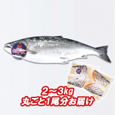 <数量限定>北海道産サクラマス ひと塩姿切り身まるごと1尾 2kg～3kg