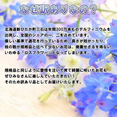 訳あり 不揃い デルフィニウム 約30本 <10月15日まで受付>