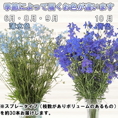 訳あり 不揃い デルフィニウム 約30本 <10月15日まで受付>