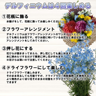 訳あり 不揃い デルフィニウム 約30本 <10月15日まで受付>