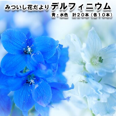 <9月30日までの受付> デルフィニウム青・水色 計20本