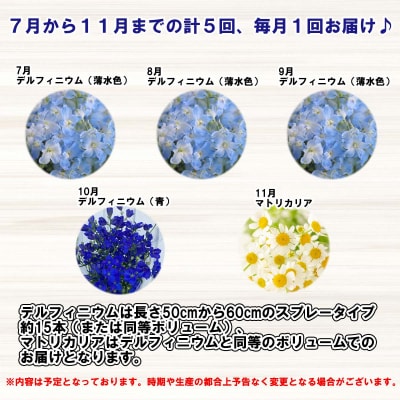 【定期便5回】デルフィニウム マトリカリア【7月より発送】