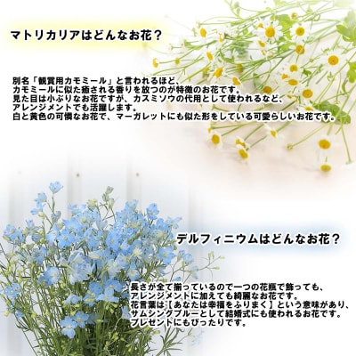 【定期便5回】デルフィニウム マトリカリア【7月より発送】