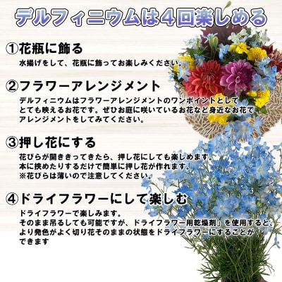 【定期便5回】デルフィニウム マトリカリア【7月より発送】