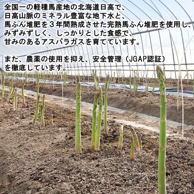<2026年4月上旬より順次発送> 北海道産ムラサキアスパラガス Lサイズ1kg <先行受付>