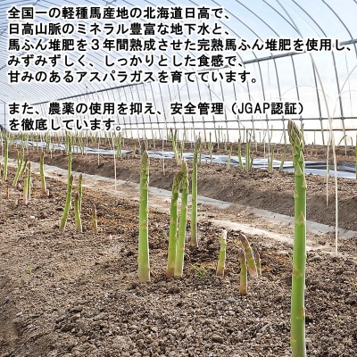<2026年4月上旬より順次発送> 北海道産ムラサキアスパラガス 3Lサイズ以上1kg <先行受付>