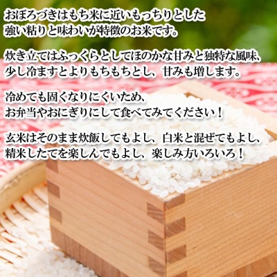 < 定期便 6回 > 北海道産 希少米 おぼろづき 玄米 5kg 北海道 新ひだか町