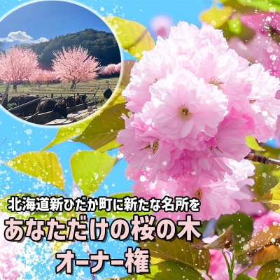 <北海道新ひだか町に新たな桜の名所を>あなただけの桜の木 オーナー権