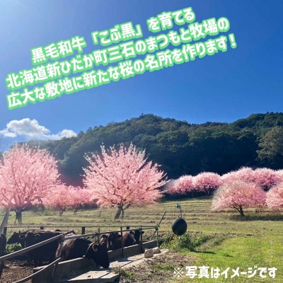 <北海道新ひだか町に新たな桜の名所を>あなただけの桜の木 オーナー権
