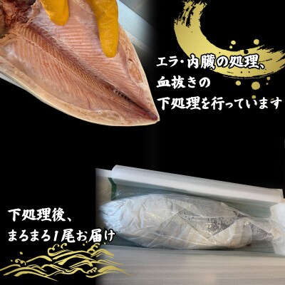 北海道産桜ます 1尾(約2～2.5kg)下処理済み