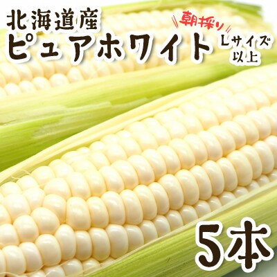 <10月上旬より発送開始>北海道産白いとうもろこし Lサイズ以上 5本<先行受付>