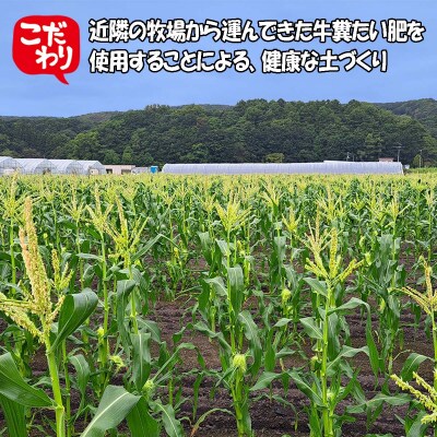 <10月上旬より発送開始>北海道産白いとうもろこし Lサイズ以上 5本<先行受付>