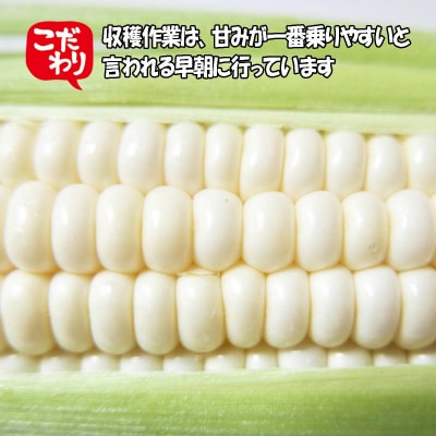<10月上旬より発送開始>北海道産白いとうもろこし Lサイズ以上 5本<先行受付>