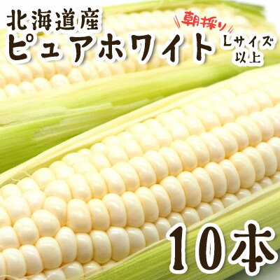 <10月上旬より発送開始>北海道産白いとうもろこし Lサイズ以上 10本<先行受付>