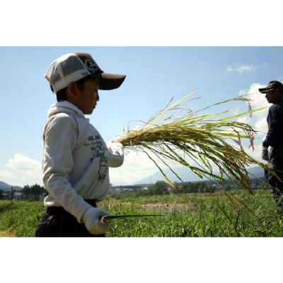 【2025年11月上旬発送】令和7年産 新潟県妙高産こしいぶき5kg