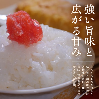 令和7年産服部米蔵の妙高矢代産コシヒカリ5kg