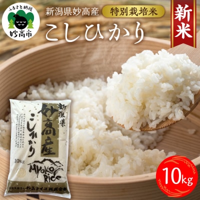 【令和7年産】妙高産こしひかり特別栽培米10kg