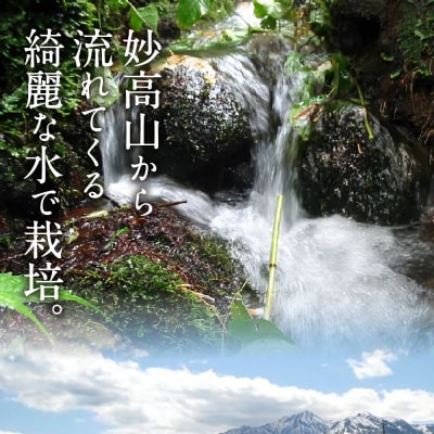 令和6年産　新潟県妙高産こしいぶき5kg