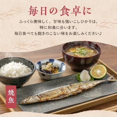 【2026年3月中旬発送】【定期便】令和7年産 新潟県妙高産コシヒカリ10kg(5kg×2袋)×2回