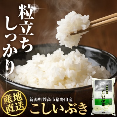 新潟県妙高市猪野山産こしいぶき 5kg