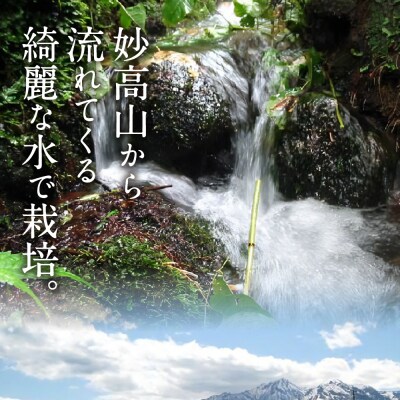 新潟県妙高産つきあかり5kg【順次発送】