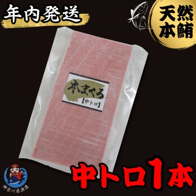 【年内発送】神奈川県漁連　天然本マグロ　中トロ　【お正月用】
