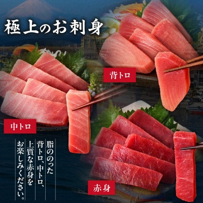本物の味をお届け!厳選!天然三崎まぐろ【希少部位】背トロ&中トロ・赤身セット