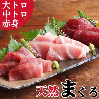 本物の味をお届け!厳選!天然三崎まぐろ 大トロ・中トロ・赤身セット