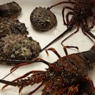 新鮮!天然活伊勢海老と天然活あわび! 