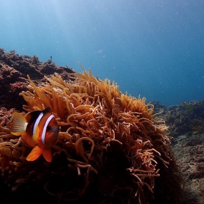 三浦半島城ヶ島の海でスノーケリング