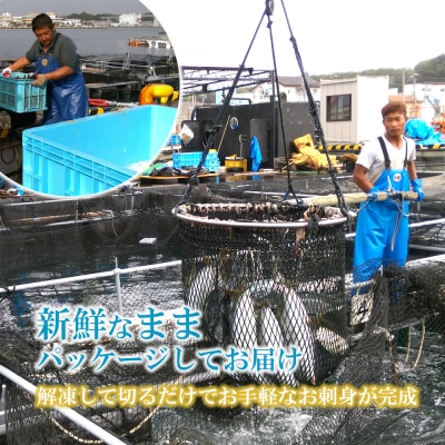 【高鮮度】鮮魚活〆シマアジお刺身セット