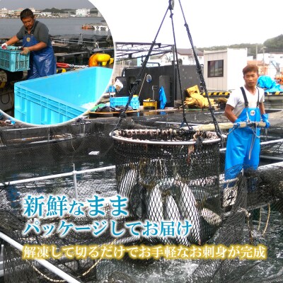 【高鮮度】鮮魚活〆ヒラメお刺身セット
