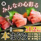 【みんなの心彩る】天然本まぐろ 1.2kg(大トロ400g、中トロ400g、赤身400g)
