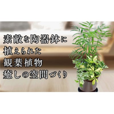 季節の観葉植物寄せ植え　6号陶器鉢　選べる鉢色　室内園芸装飾マイスター岡部太郎氏監修 D039