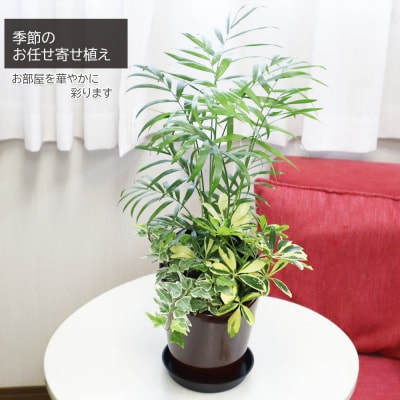 季節の観葉植物寄せ植え　6号陶器鉢　選べる鉢色　室内園芸装飾マイスター岡部太郎氏監修 D039