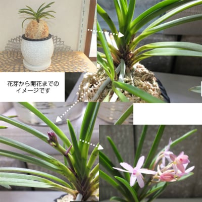 【日本の蘭】富貴蘭　風蘭　白丸陶器鉢 D055