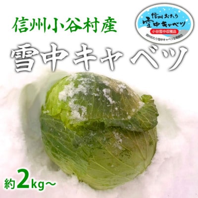 信州小谷村産「雪中キャベツ」(大玉)1玉
