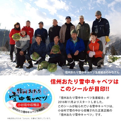 信州小谷村産「雪中キャベツ」(大玉)1玉