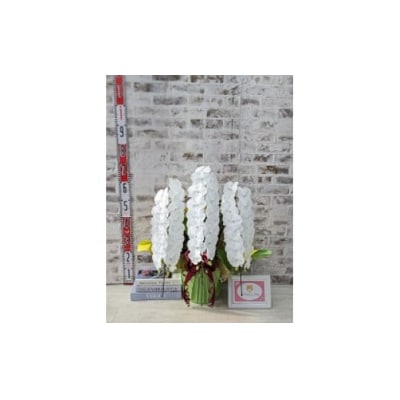 【全国洋ラン品評会受賞品種】ミディ系ホワイト胡蝶蘭『リトルシルキー』*3本立* B085