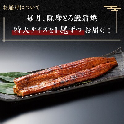 【全12回定期便】薩摩大とろ鰻蒲焼特大サイズ一尾　K190-T04