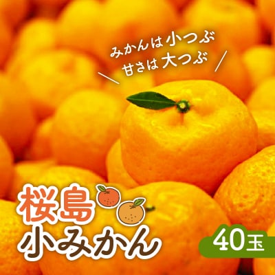 【2025年12月3日までの申込限定】桜島小みかん　K247-001