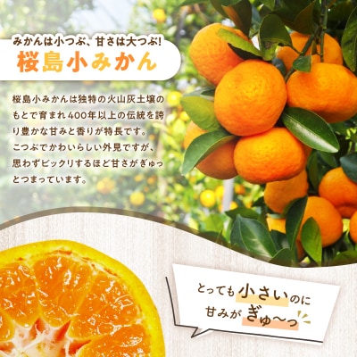 【2025年12月3日までの申込限定】桜島小みかん　K247-001