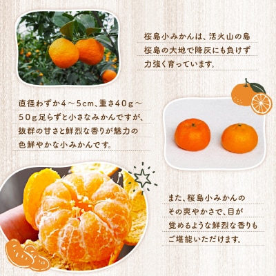 【2025年12月3日までの申込限定】桜島小みかん　K247-001