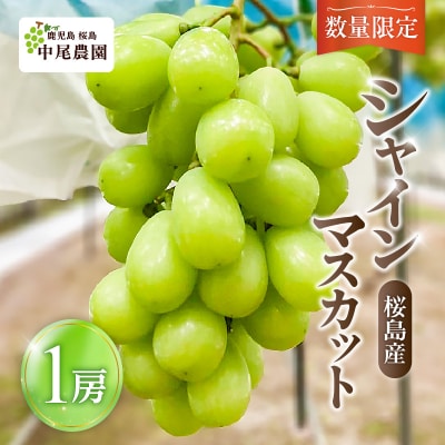 【2026年先行受付】【桜島産】シャインマスカット 1房　K261-001_01