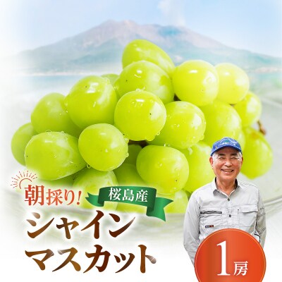 【2026年先行受付】【桜島産】シャインマスカット 1房　K261-001_01