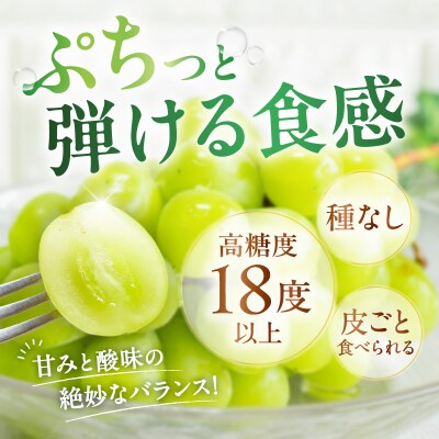 【2026年先行受付】【桜島産】シャインマスカット 3房　K261-001_03