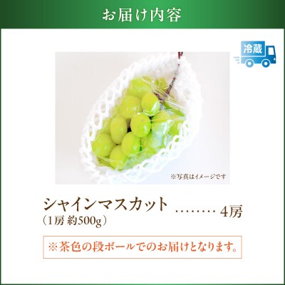 【2026年先行受付】【桜島産】シャインマスカット 4房　K261-001_04