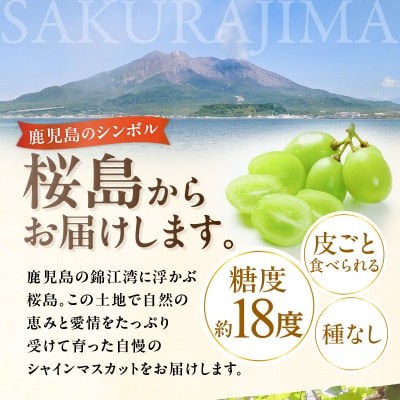 【2025年先行受付】【桜島産】シャインマスカット 8房　K261-001_05