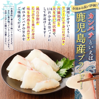鹿児島産　スライスするだけ!カンパチ刺身用 1/4本 3～4人前　K100-006